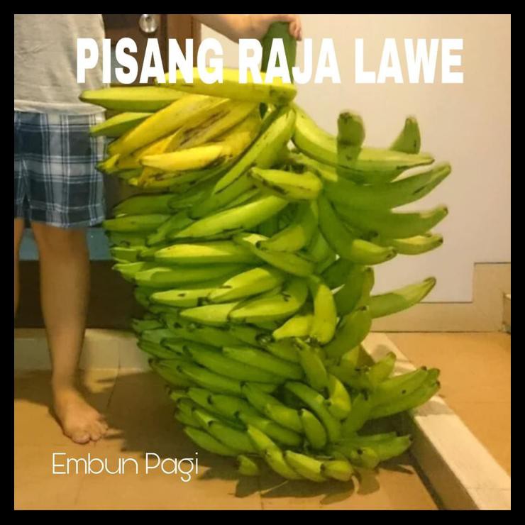 BIBIT BUAH PISANG RAJA LAWE DARI KULTUR JARINGAN LANGKA