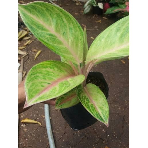 Aglaonema Golden Siam, aglonema golden siam