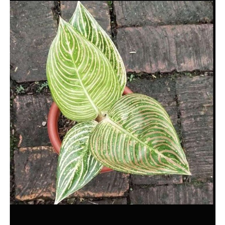 bibit Aglonema golden hope