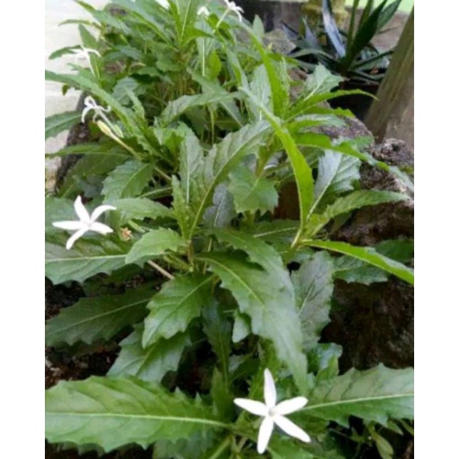 

Daun kitolod fres 300 grm
