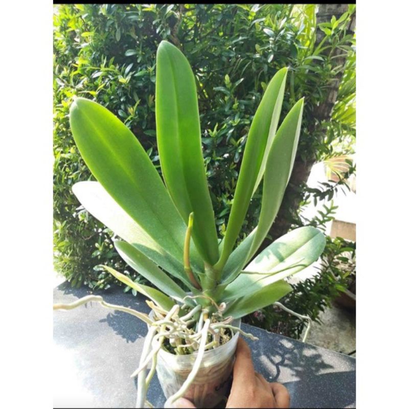 anggrek bulan mini  sedang dewasa siap berbunga