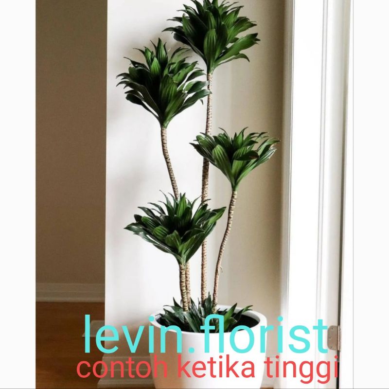 Dracaena janet craig / compacta green / dracena hijau bibit tanaman hias bunga