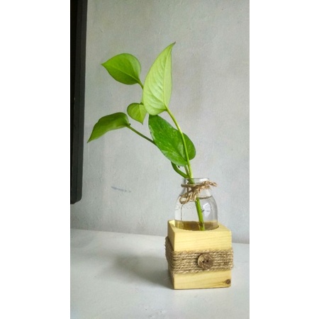 Vas botol propagation Tali Rami