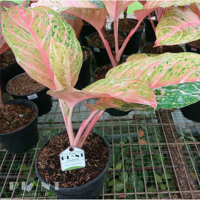 Aglaonema Bidadari