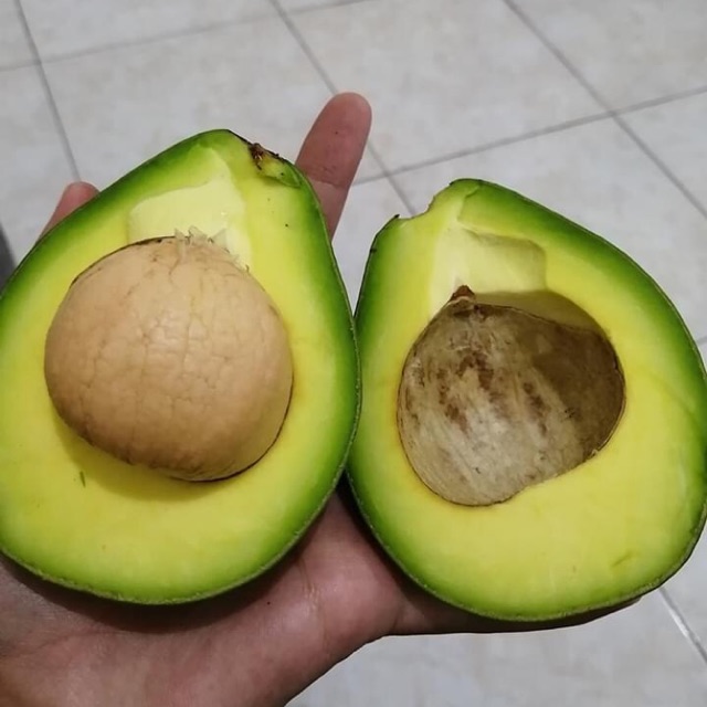 

Alpukat