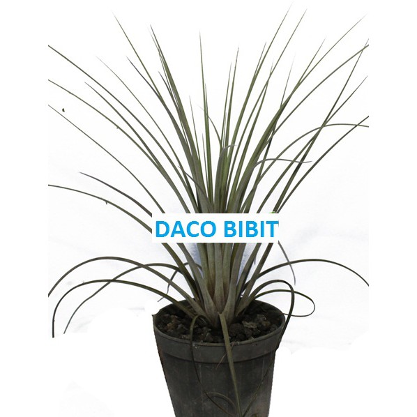 TANAMAN TILLANDSIA JUNCEA