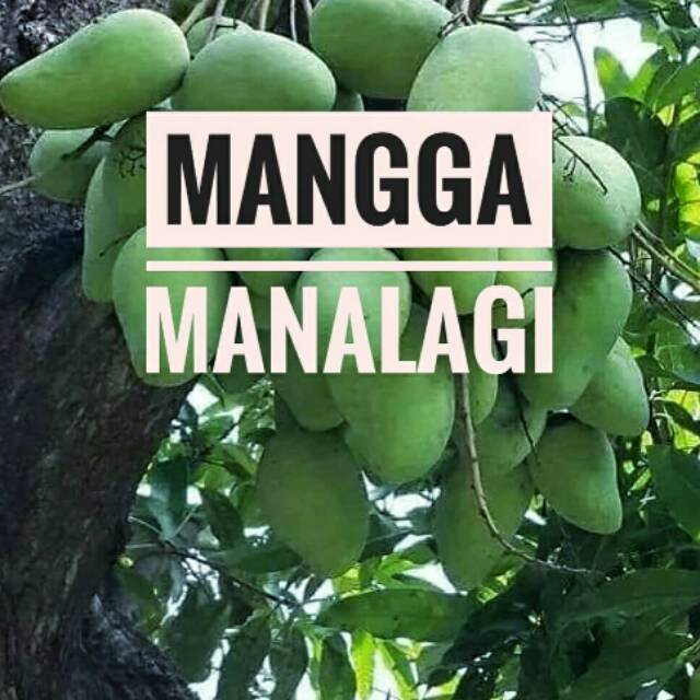 Bibit Mangga Manalagi Berbuah || Bibit Mangga Manalagi Siap Berbuah