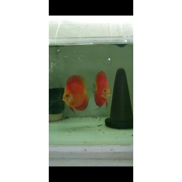 ikan discus red melon pair HB