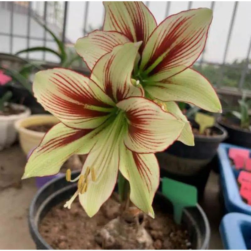 Tanaman hias bunga amarilis kuning batik