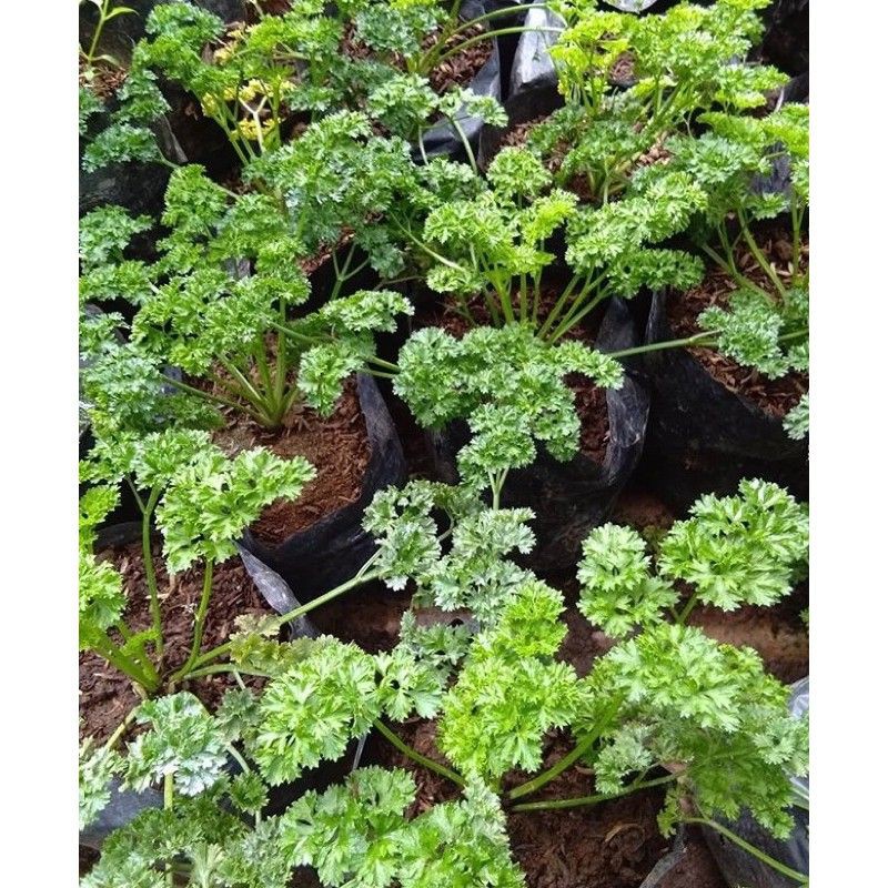 Tanaman Peterseli Parsley