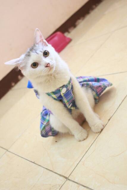 Dress kotak-kotak biru lucu untuk kucing dan anjing / baju kucing murah size S M L XL