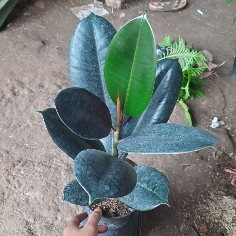tanaman karet kebo hitam ficus elastica burgundy