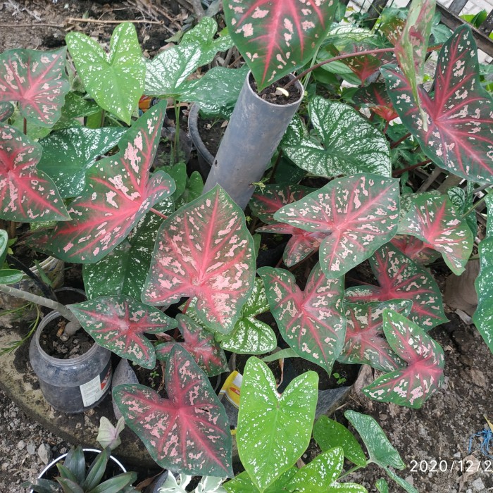 Bibit bunga keladi merah