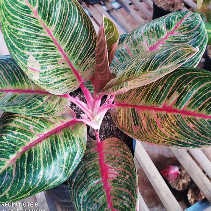 ➭ Bonggol Aglonema Dewi Hughes ♚