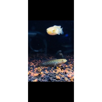 Stewarti