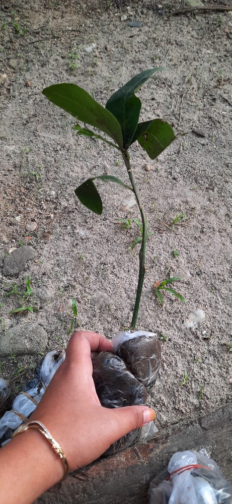 Bibit Jeruk Jerpaya Atau Pepaya