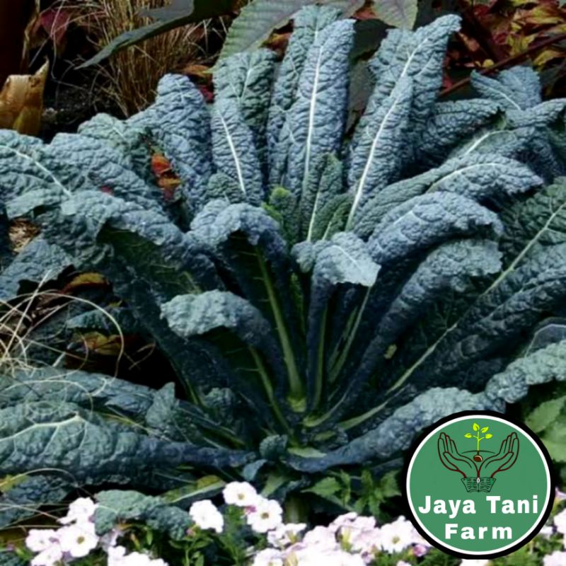 10 Biji Benih Sayuran Kale Nero / Bibit Sayuran Kale Lacinato / Benih Sayuran / Paket Sayuran / Biji