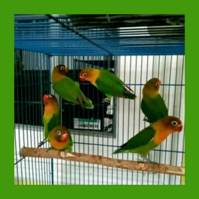 wall paper Foto Love  Bird Hijau 