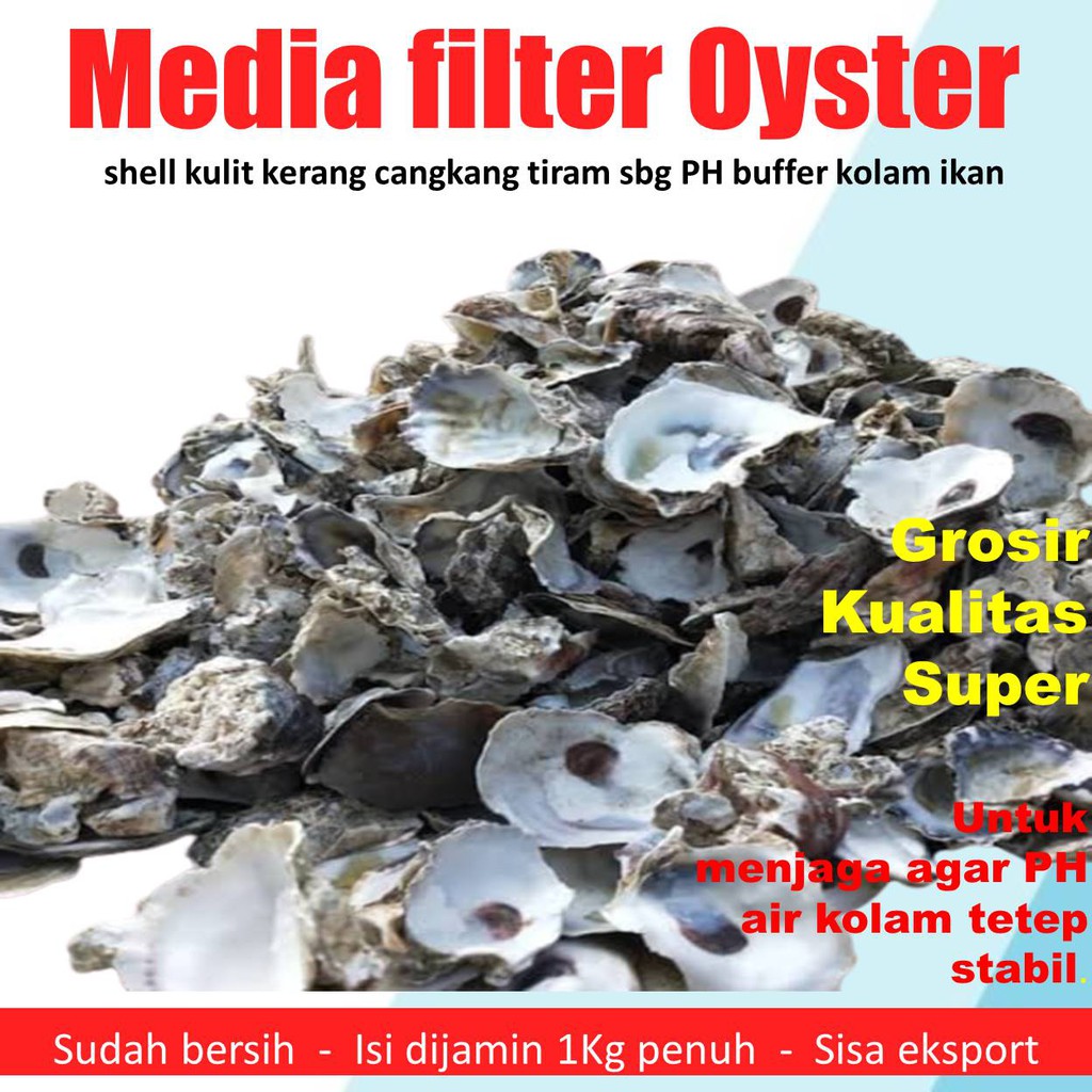 kulit kerang oyster/tiram Media filter air kolam koi