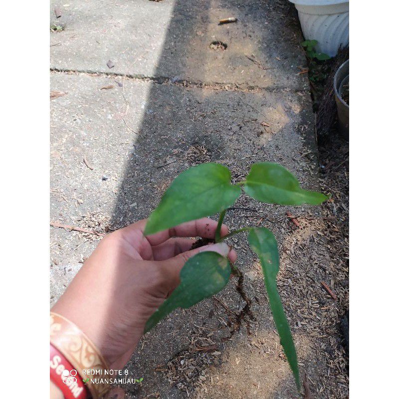 tanaman hias philodendron skeleton key