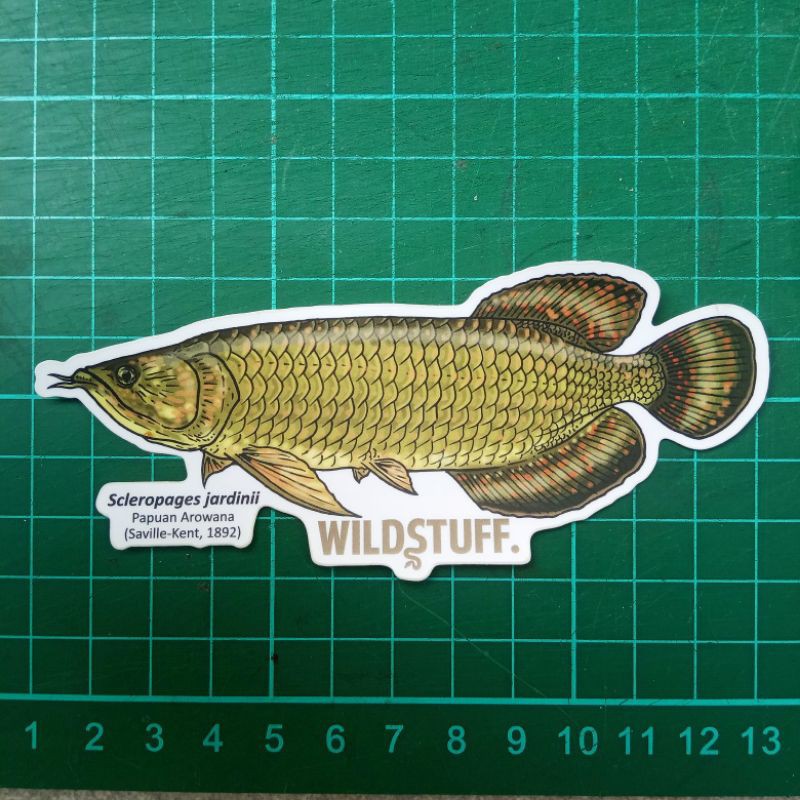 Sticker Wildstuff - Arwana Jardini S. jardinii
