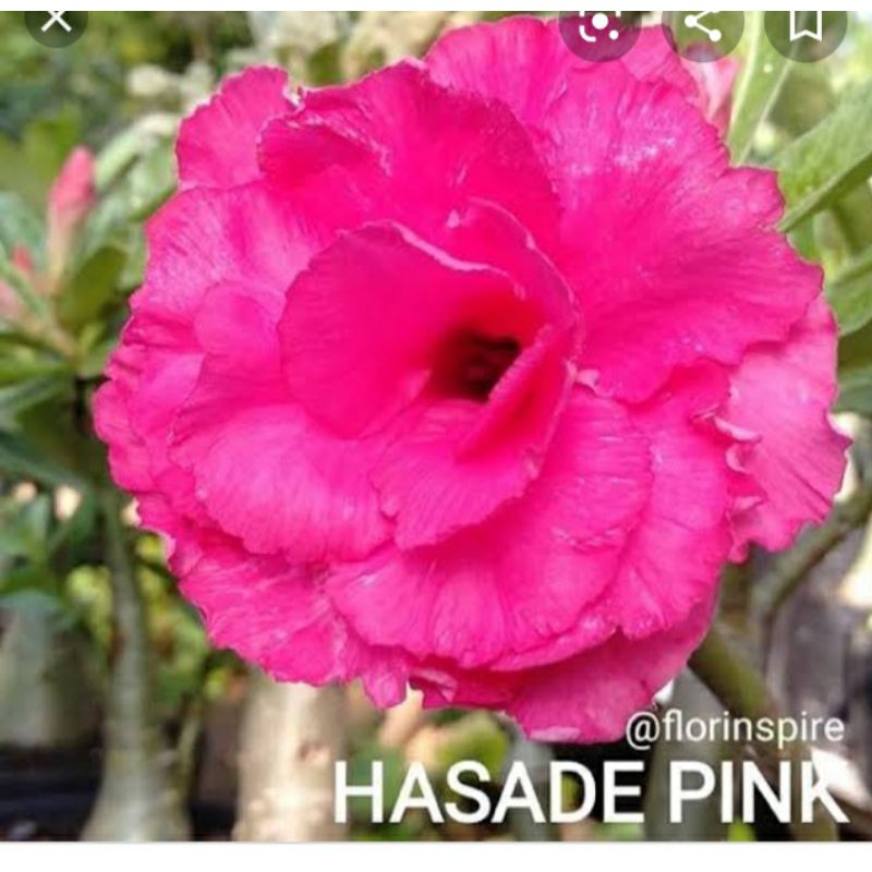 bibit adenium tumpuk