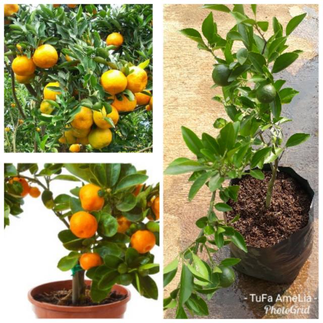 Pohon jeruk medan manis cepat berbuah