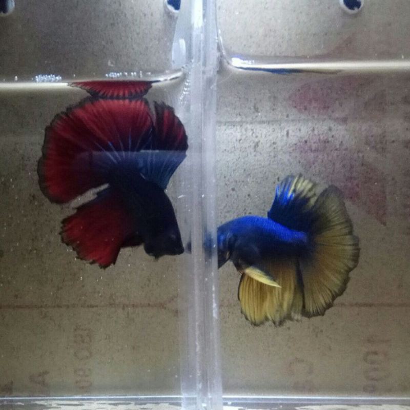 IKAN CUPANG HALFMOON paket 2 ekor Ukuran M+