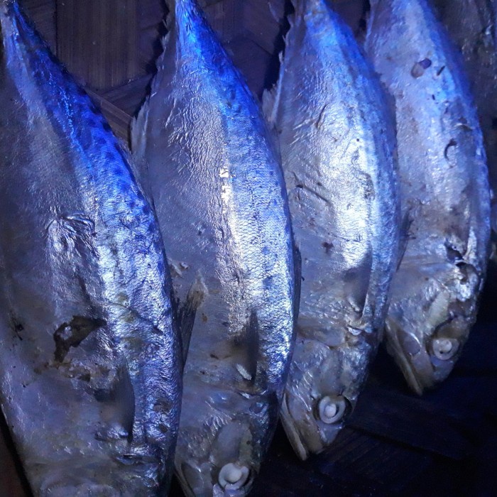 

Ikan Rebus Kembung Medan / Ikan Robus Medan BESAR 500gram
