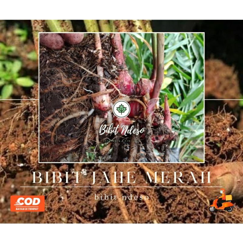 Bibit Jahe Merah Super
