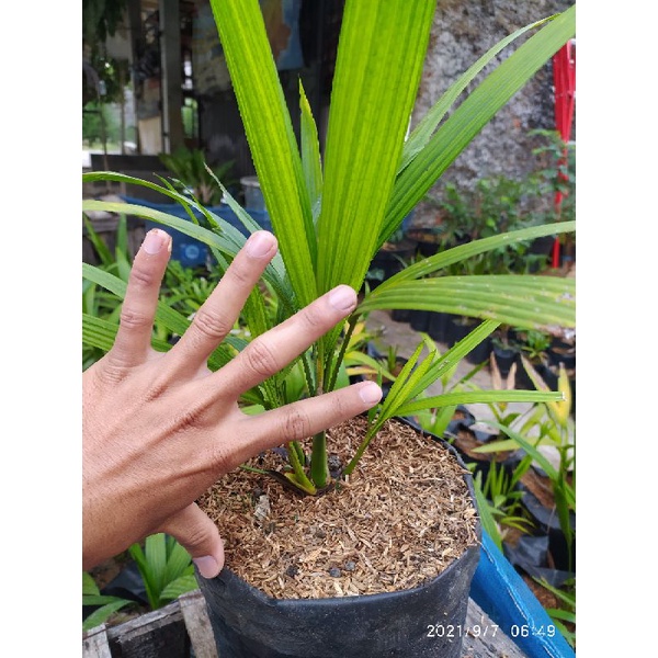 Bibit Palem Merah (Semai Biji)