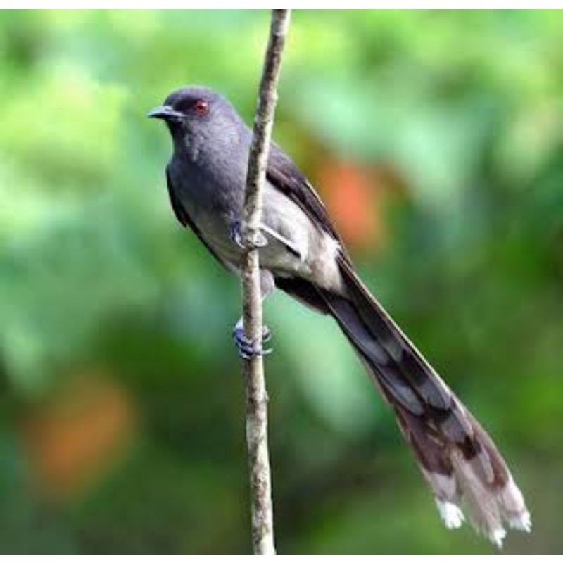 MURAI AIR MANCUR GACORAN VOER TOTAL