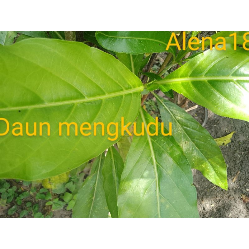 

daun mengkudu segerrr... murah 1/2kg