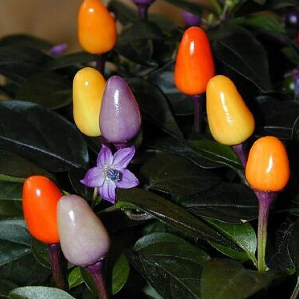 BS-BYL Bibit Cabe Hias Pelangi Benih Tanaman Sayuran Cabai Carolina Reaper Merah Bolivian Rainbow Katokkon Numex Giant Raksasa Sweet Italian Ungu Hitam-CH PELANGI BOLIVIAN