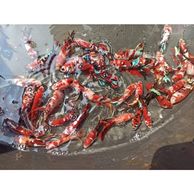 

Ikan Cupang multy galaxi