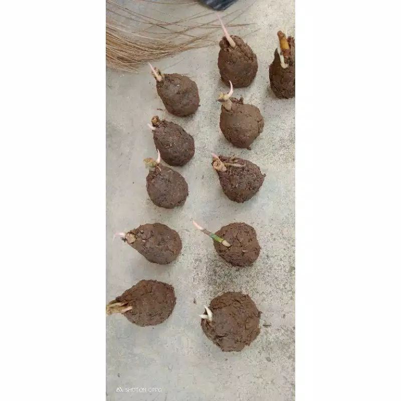 bonggolan aglonema golden hope