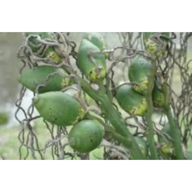 

Buah Pinang Muda Jambe Nom Herbal Perkasa TERLARIS