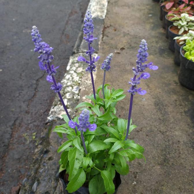 Tanaman Lavender Asli Lavandula / Lavender Bunga Ungu