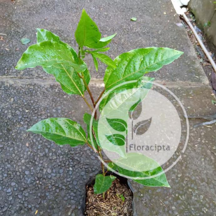 Bibit Markisa Ungu Pohon Markisa Ungu Buah Markisa Ungu Tanaman Rasa Manis