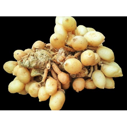 

M.U.R.A.H Kunyit Putih Segar -Kunir Putih Alami -Temu Putih Buah Herbal 250GR