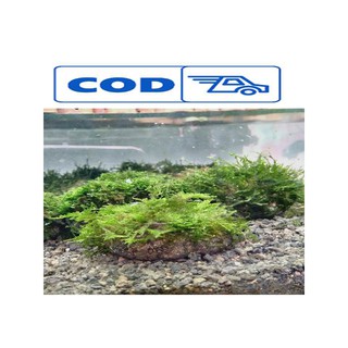 Tanaman hias aquascape aquarium batu lumut batu moss Tanaman hias aquascape aquarium batu lumut batu moss