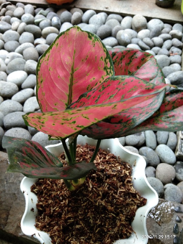 Aglonema Dud Anjamani Jumbo