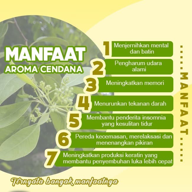 Dupa/Hio Wangi Sukhavati Cendana China 4 jam 24 batang 48 cm putih