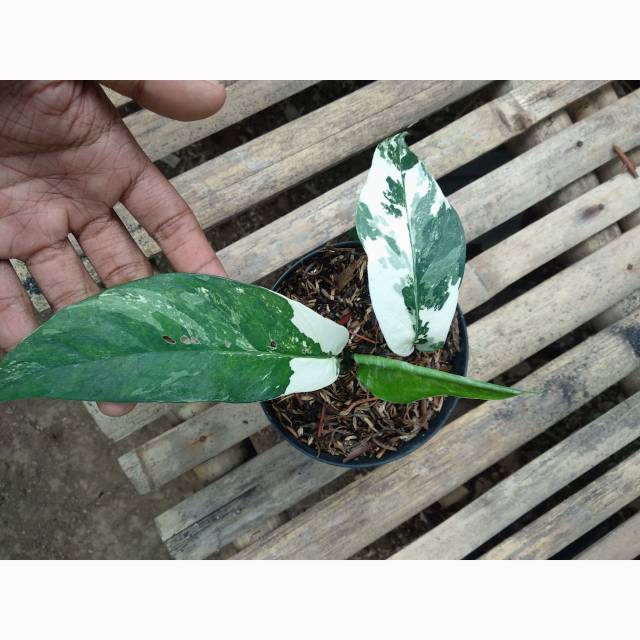 Epipremnum Pinnatum Variegata