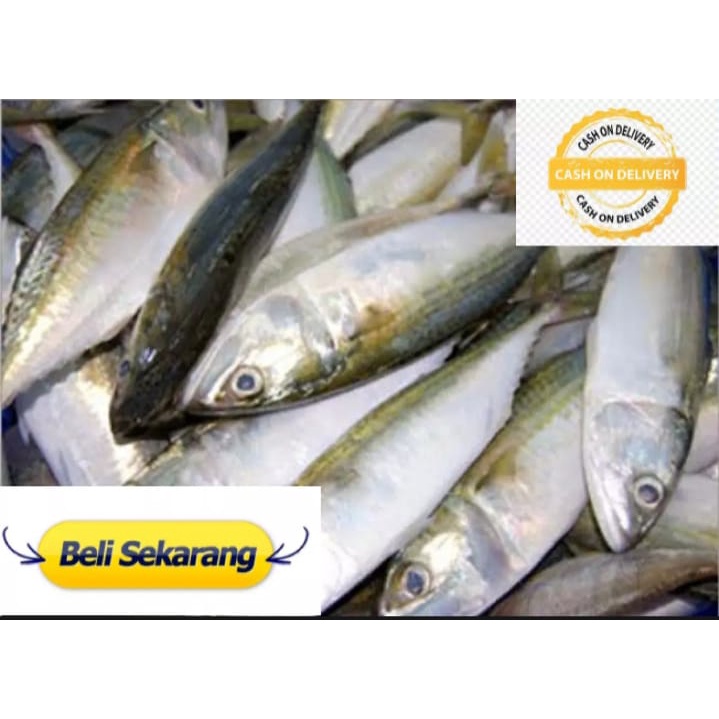 

Ikan Asin Peda Putih - 500 gram