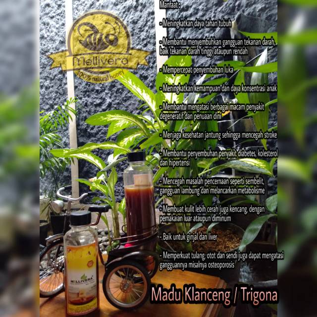 

Madu Klanceng / trigona 500gr