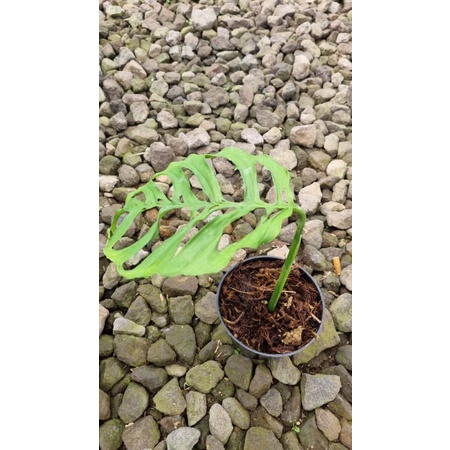 monstera obliqua peru