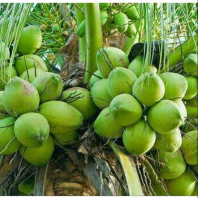 Bibit Kelapa Kopyor