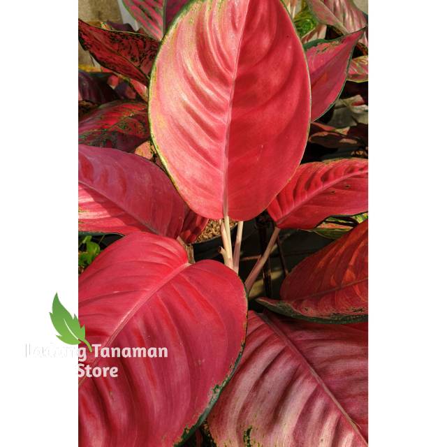 Agloenema jaipong - aglonema suksom jaipong