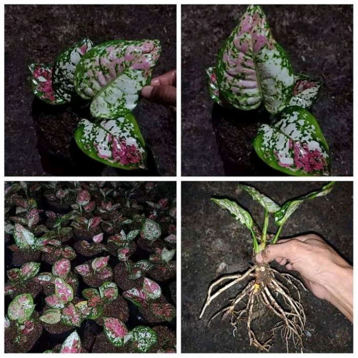 murah!! bibit/anakan aglonema tricolor TERLARIS